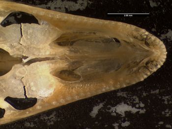 Media type: image;   Herpetology R-131955